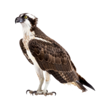 Ospreys bird side view full body isolate on transparency background png
