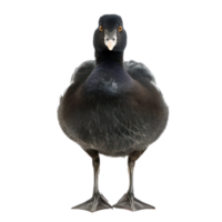 Coot bird front view full body isolate on transparency background png