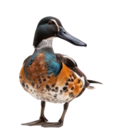 Northern shoveler bird front view full body isolate on transparency background png