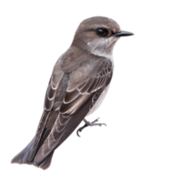 Common swift bird front view full body isolate on transparency background png
