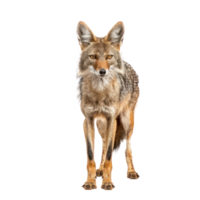 Jackal front view full body isolate on transparency background png