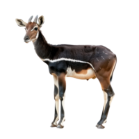 Okapi side view full body isolate on transparency background png