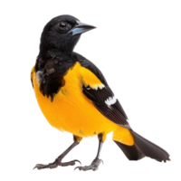 Oriole bird front view full body isolate on transparency background png