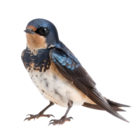 Swallow bird front view full body isolate on transparency background png