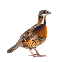 Partridge bird side view full body isolate on transparency background png