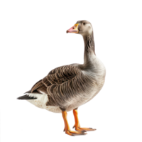 Goose front view full body isolate on transparency background png