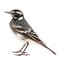 Wagtail bird side view full body isolate on transparency background png