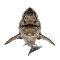 Basking shark front view full body isolate on transparency background png