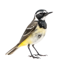 Wagtail bird front view full body isolate on transparency background png