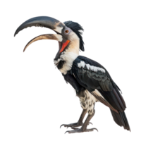 Hornbill side view full body isolate on transparency background png