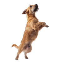 floated dog jumping gesture try to bite something in the air isolate on transparency background png