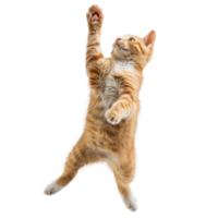 floated cat jumping gesture try to catch something in the air, isolate on transparency background png