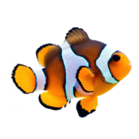 Clownfish full body isolate on transparency background png