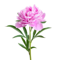 Peony flower isolate on transparency background png