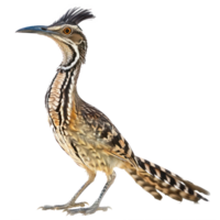 Roadrunner bird front view full body isolate on transparency background png