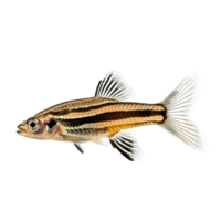 Zebra Danios fish front view full body isolate on transparency background png