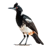 Rallidae bird front view full body isolate on transparency background png