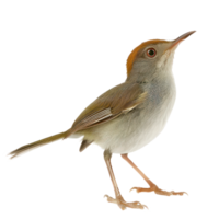 Tailorbird side view full body isolate on transparency background png