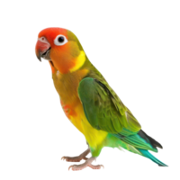 Lovebird parrot side view full body isolate on transparency background png
