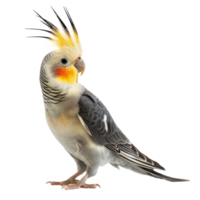 Cockatiel side view full body isolate on transparency background png