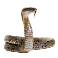King Cobra front view full body isolate on transparency background png