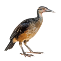 Rail bird front view full body isolate on transparency background png