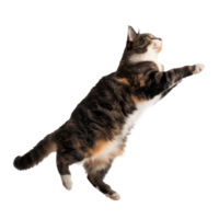 floating full body cat isolate on transparency background png