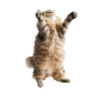 floating full body cat isolate on transparency background png