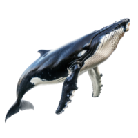 Whale front view full body isolate on transparency background png