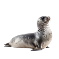 Seal side view full body isolate on transparency background png