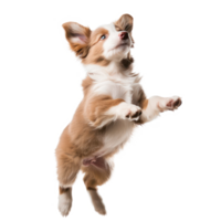 floated puppy jumping gesture try to catch something in the air, isolate on transparency background png