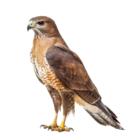Hawk front view full body isolate on transparency background png