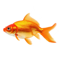 Goldfish full body isolate on transparency background png