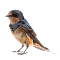 Barn swallow bird front view full body isolate on transparency background png