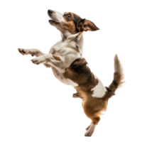 floated dog jumping gesture try to bite something in the air isolate on transparency background png