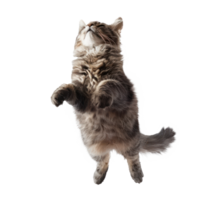 floating full body cat isolate on transparency background png