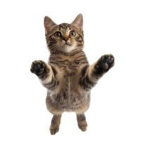 floating full body cat isolate on transparency background png