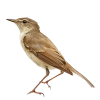 Bush warbler bird side view full body isolate on transparency background png