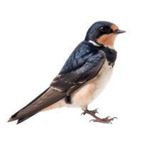 Swallow bird front view full body isolate on transparency background png