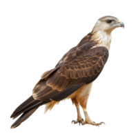 Kite bird side view full body isolate on transparency background png
