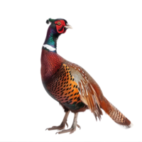 Pheasant bird side view full body isolate on transparency background png