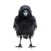 Crow front view full body isolate on transparency background png