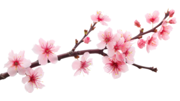 Sakura branch flower isolate on transparency background png
