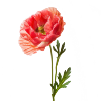 Poppy flower isolate on transparency background png