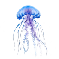 Jellyfish front view full body isolate on transparency background png