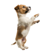 floated puppy jumping gesture try to catch something in the air, isolate on transparency background png