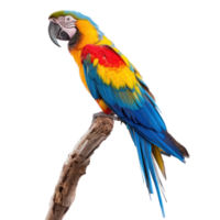 Parrot side view full body isolate on transparency background png