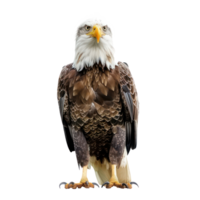 Eagle front view full body isolate on transparency background png