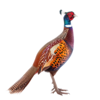 Pheasant bird side view full body isolate on transparency background png