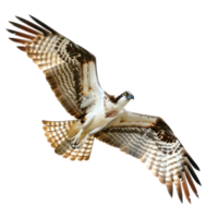 Ospreys bird fly full body isolate on transparency background png